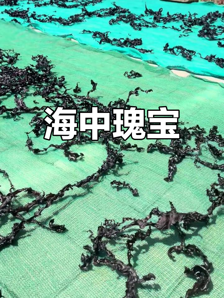 佛祖菜,海浪冲击下的珍稀美味,采摘难度极高