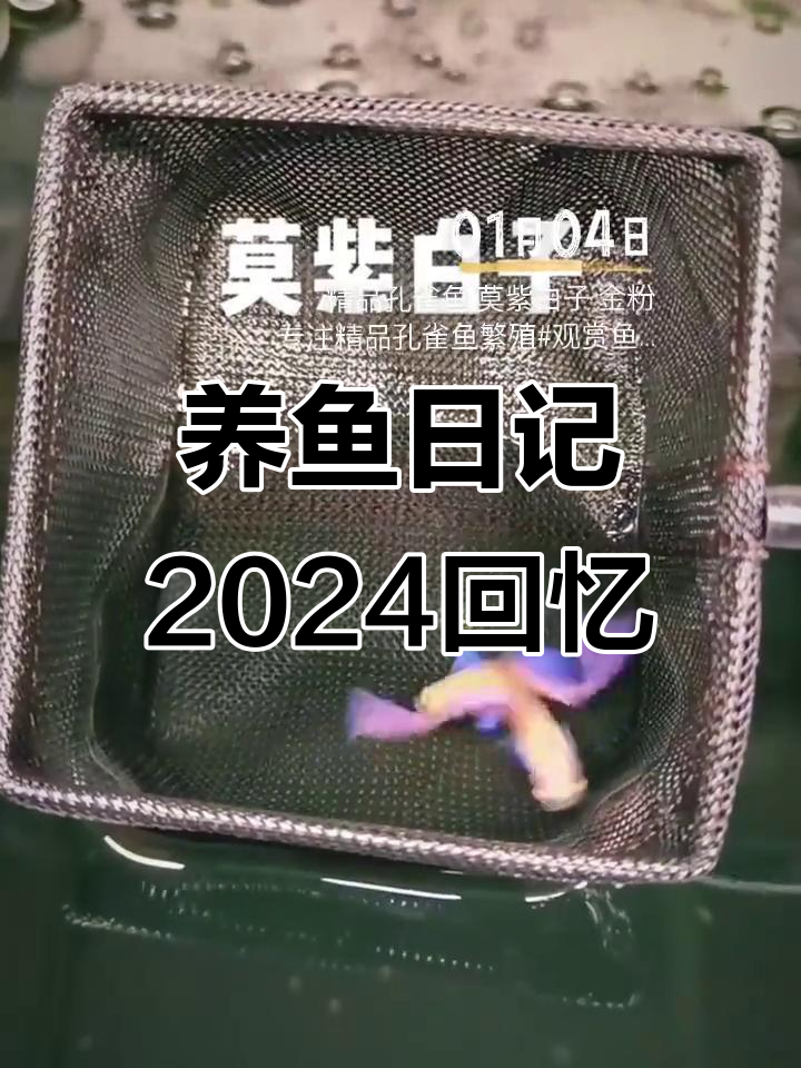 感谢鱼友们的支持,2024年养鱼的精彩回顾