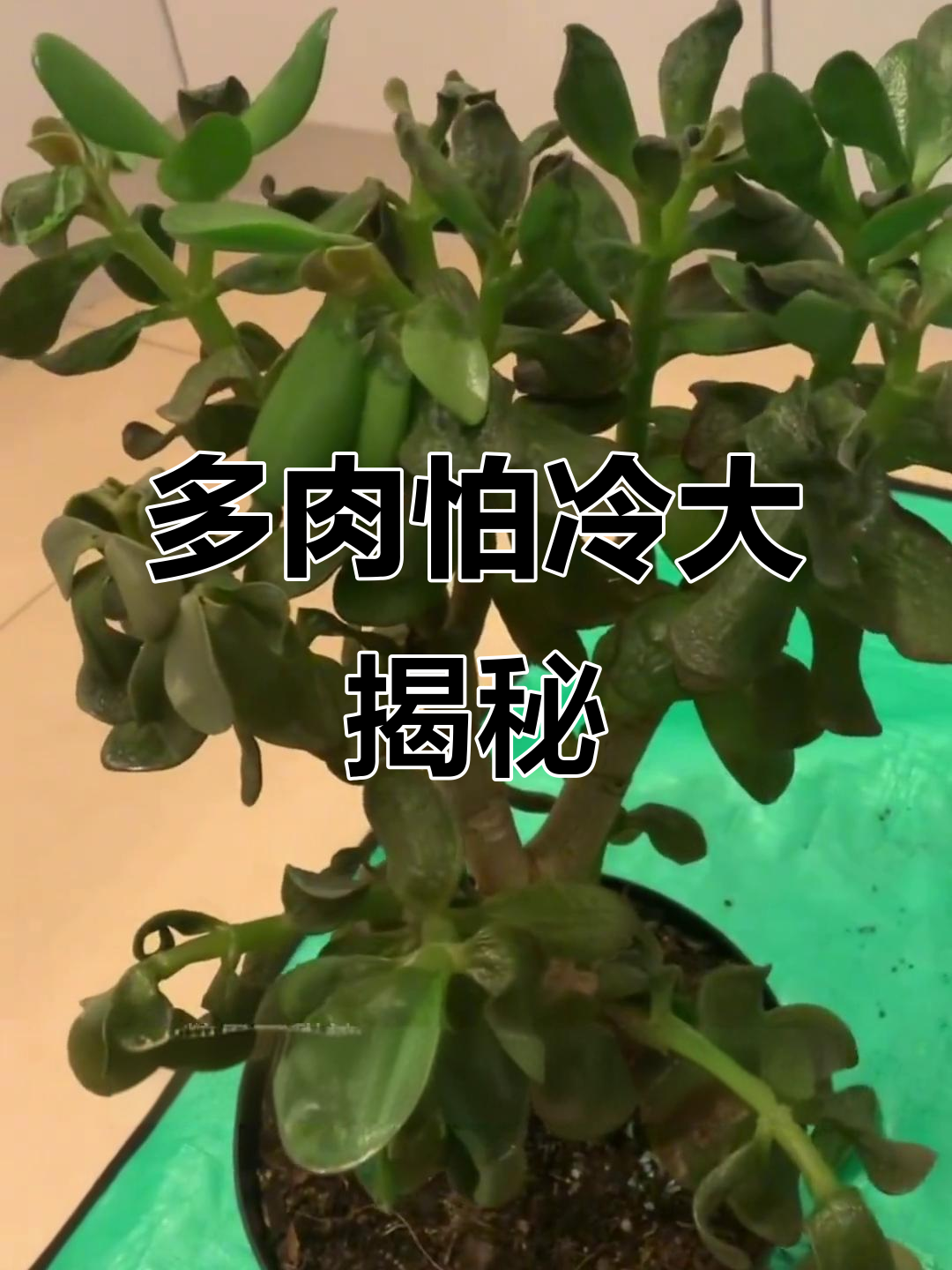 冬季寒冷让这些多肉植物瑟瑟发抖,你知道它们是谁吗?