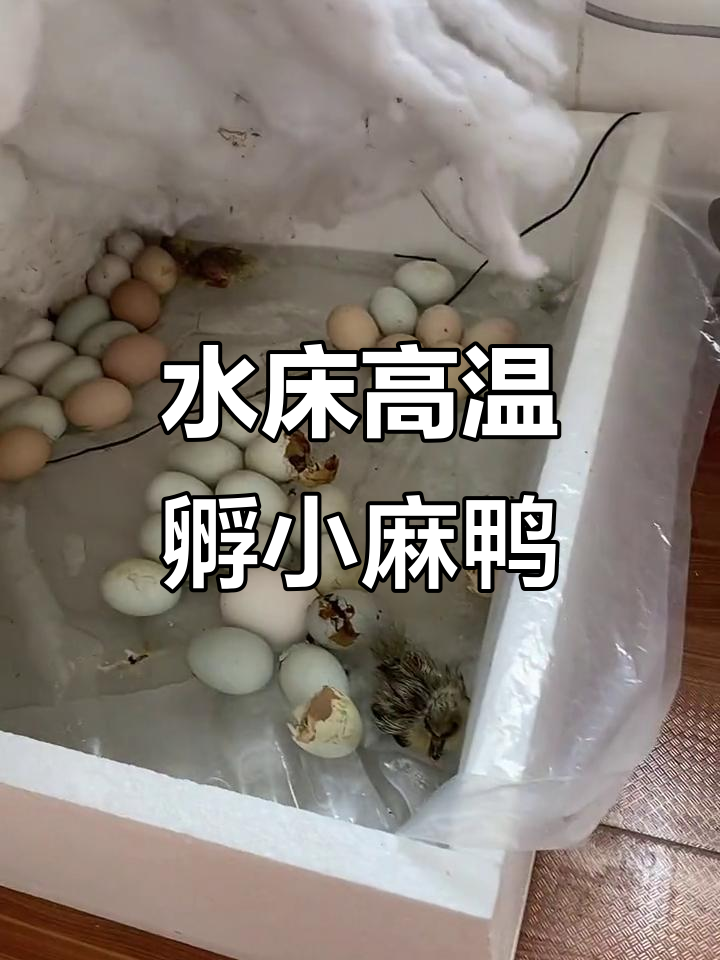 高温下的水床孵化,小鸭出壳全过程