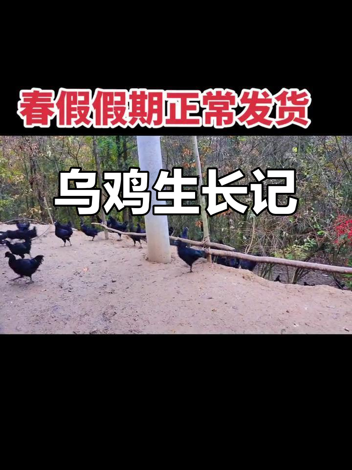 略阳乌鸡,自由放养,山泉五谷滋养,春节照常发货