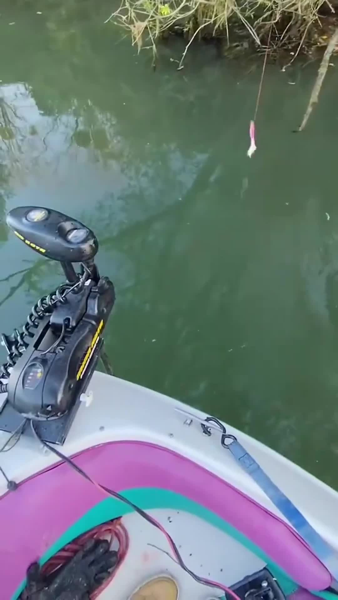 挂鱼都没这么快 钓鱼