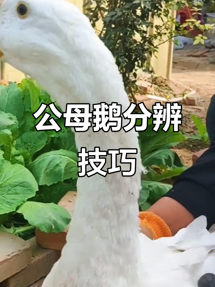 六个方法轻松辨别公鹅母鹅，一看就懂