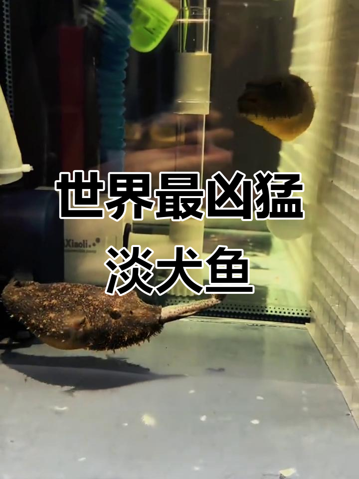 毛毛狗头：恐怖淡水猛鱼，攻击力极强