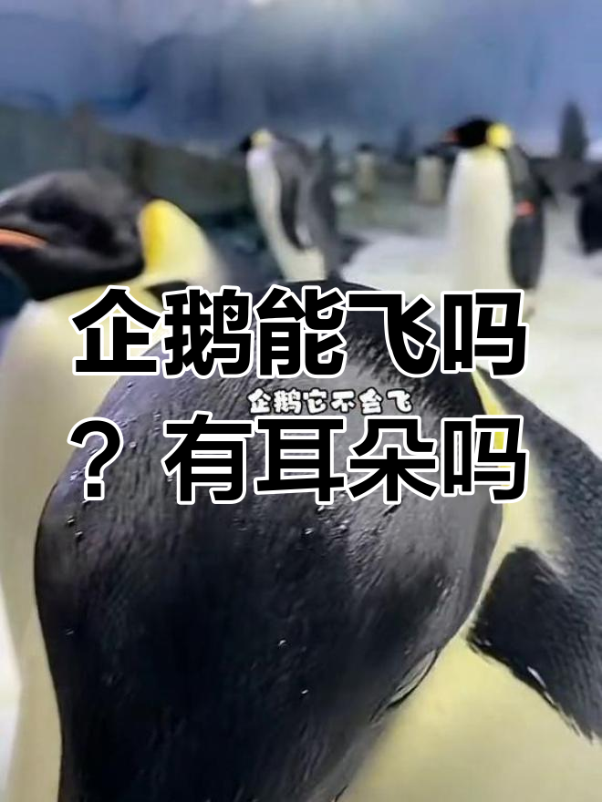 企鹅为何不会飞?它们真的有耳朵吗?