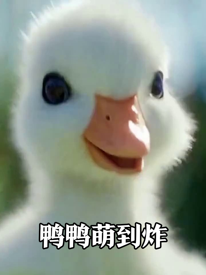 小鸭子成精了!单脚跳芭蕾还跟漫画对话,萌到心化