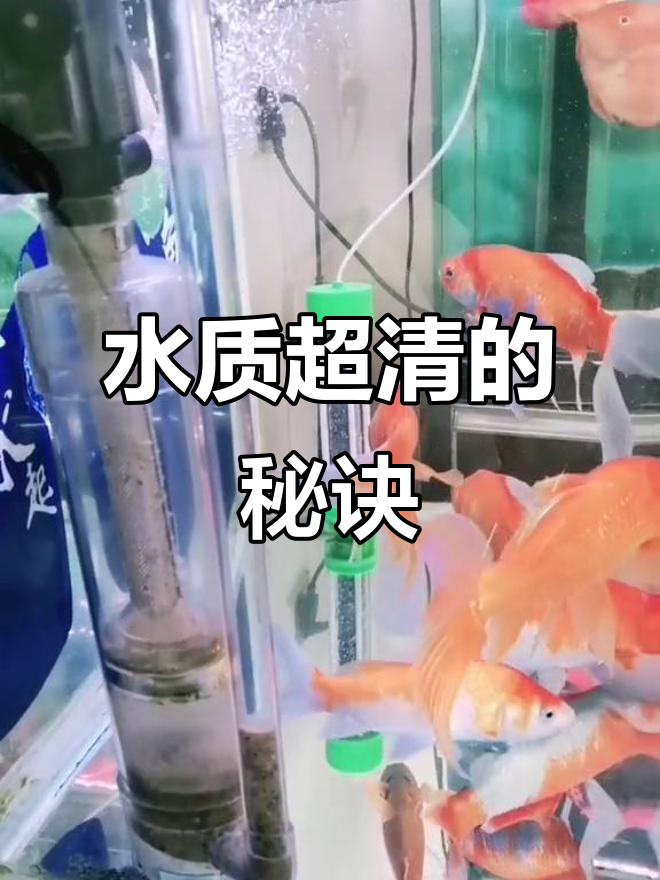 鱼缸水质清澈的秘密:过滤与净水器的完美搭配