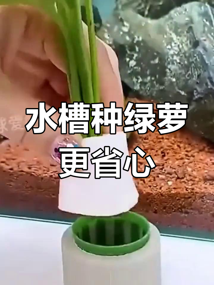 鱼缸水培绿萝,简单又美观,水质净化一步到位