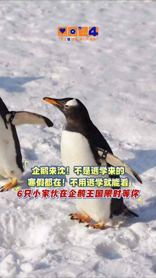 企鹅来沈!不是逃学来的 寒假都在!不用逃学就能看 6只小家伙在企鹅王国限时等你(记者 常晟