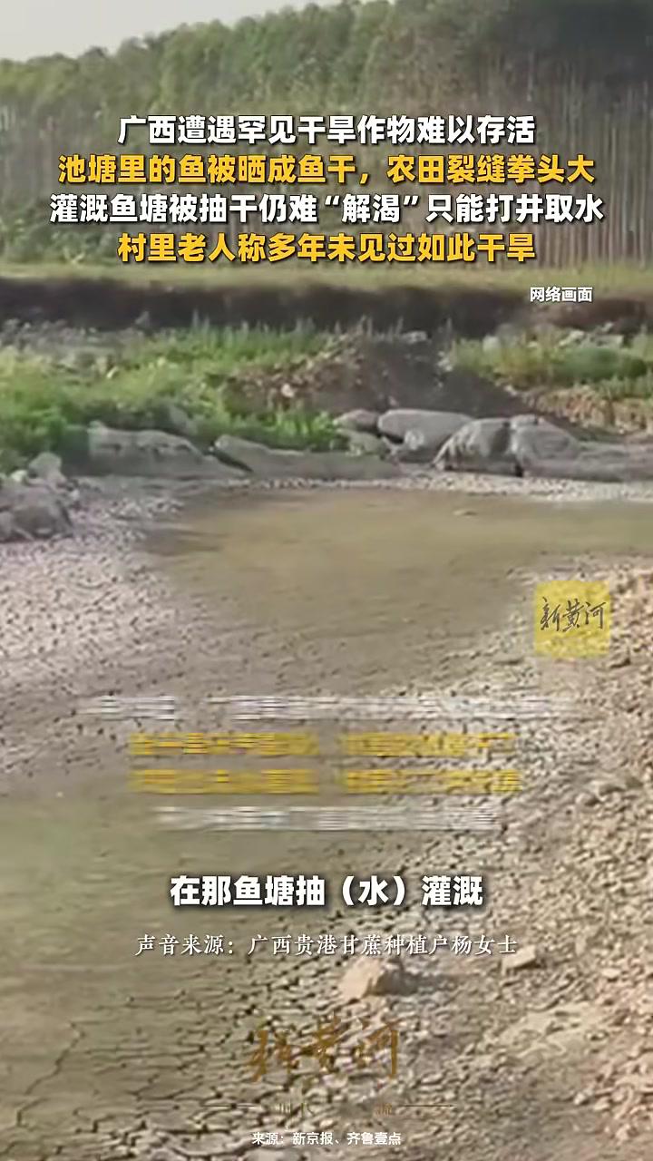 广西遭遇罕见干旱作物难以存活,池塘里的鱼被晒成鱼干,农田裂缝拳头大,灌溉鱼塘被抽干仍难“解