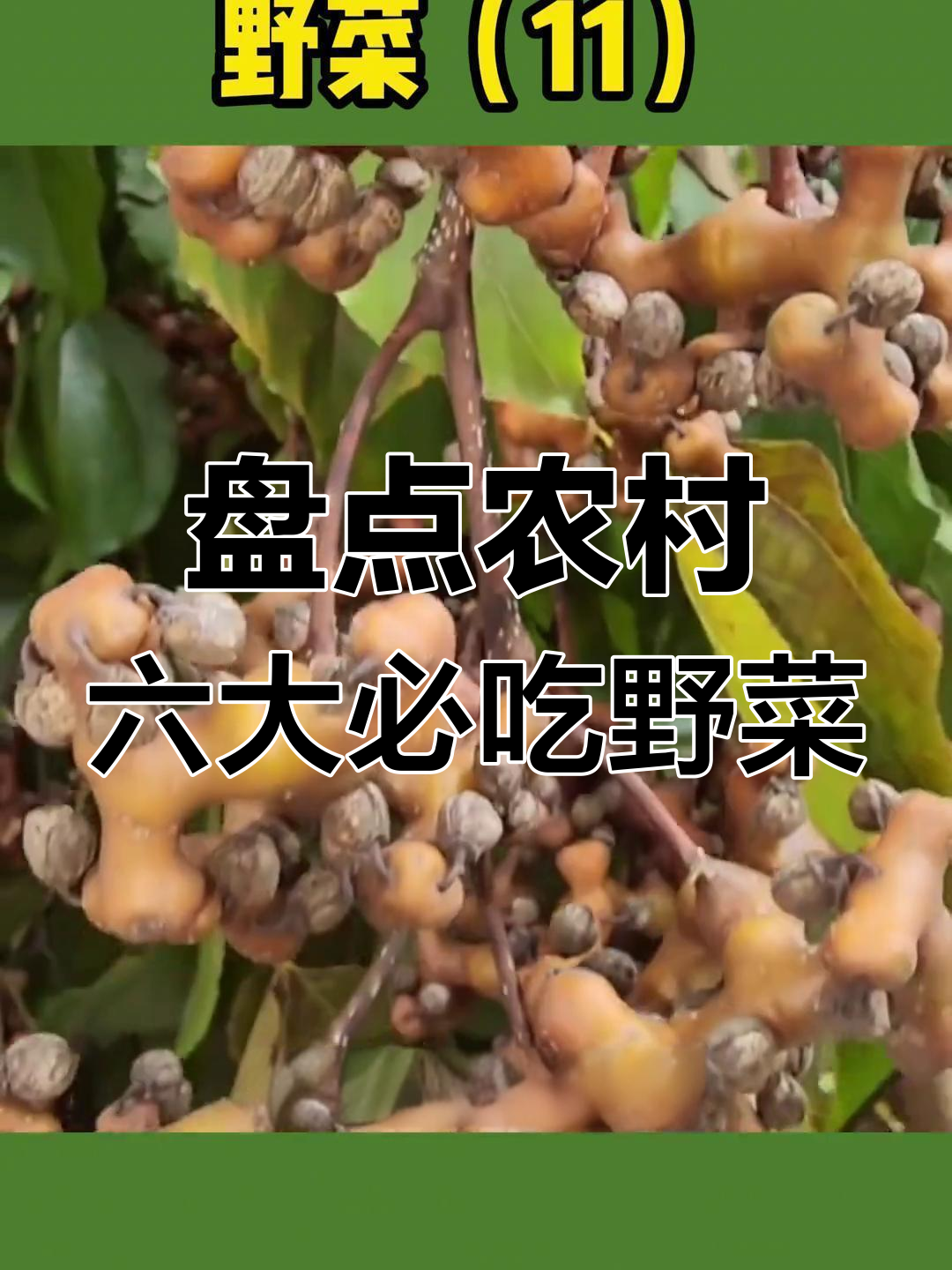农村常见66种野菜大揭秘,看看你吃过几种?