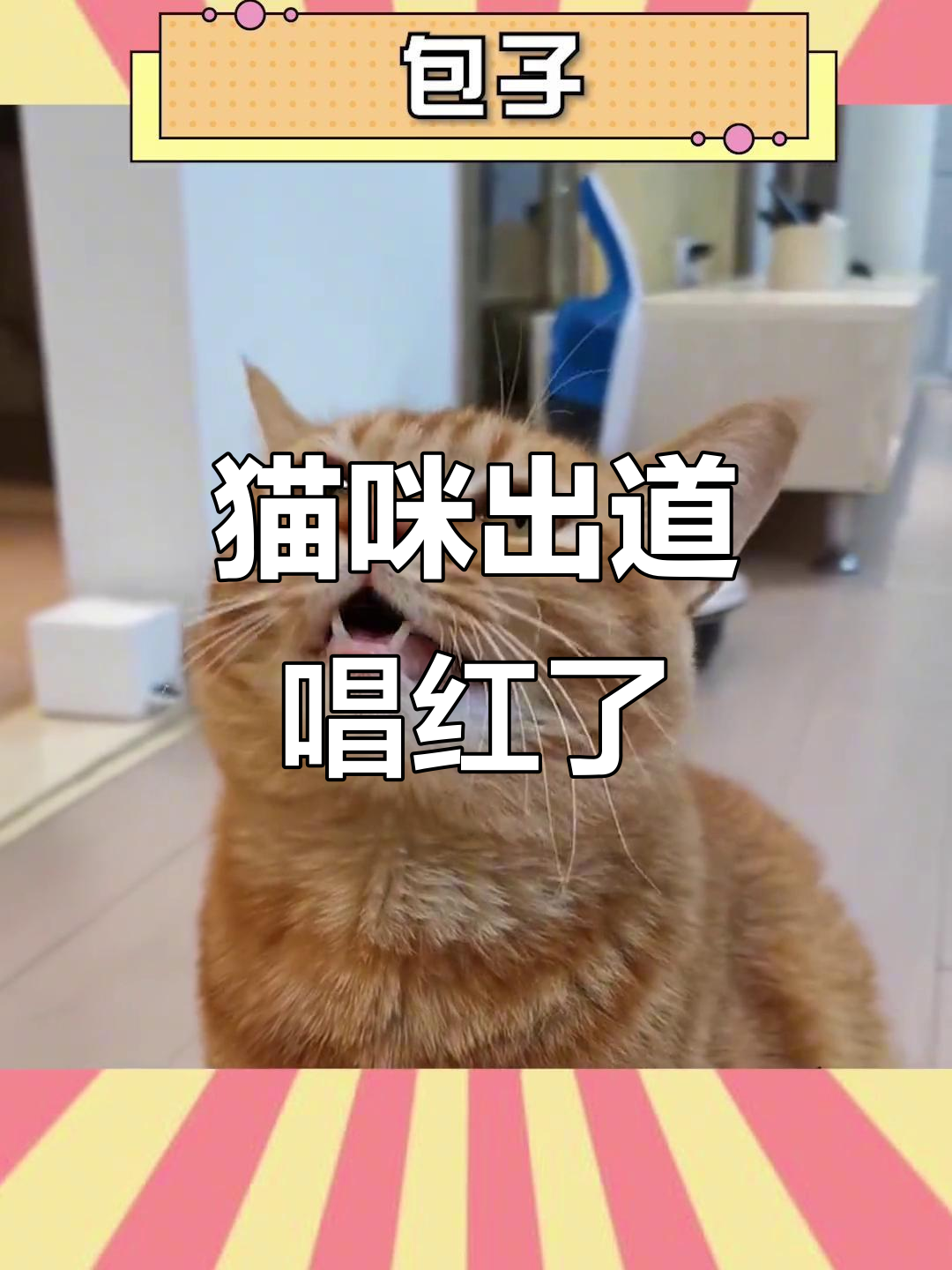 猫咪也能唱歌,包子猫成网红歌坛新星
