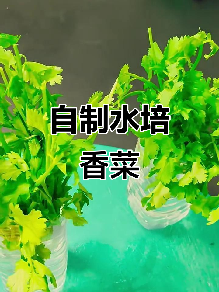 水培香菜,冬天不用买!教你简单步骤做水培