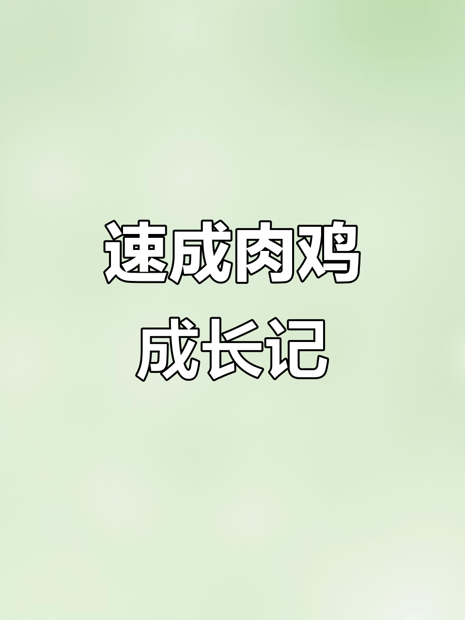 青脚麻鸡两个月大，大的四斤，小的也已两斤多