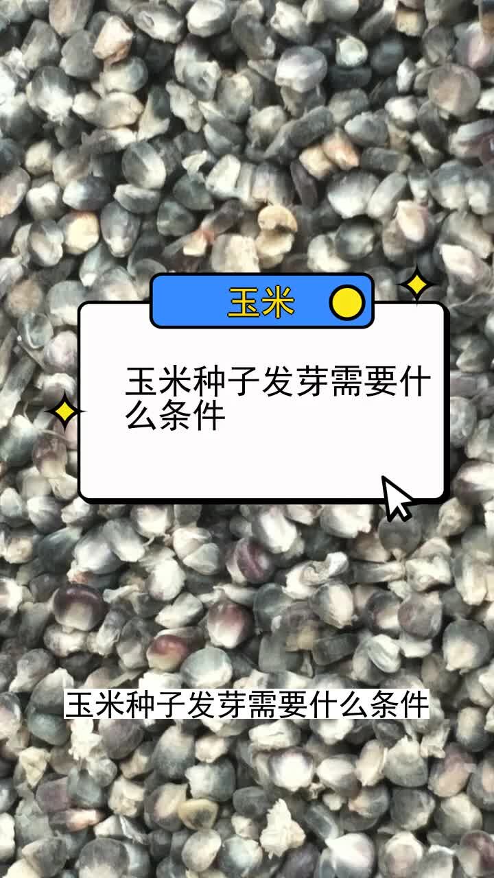 玉米种子发芽需要什么条件