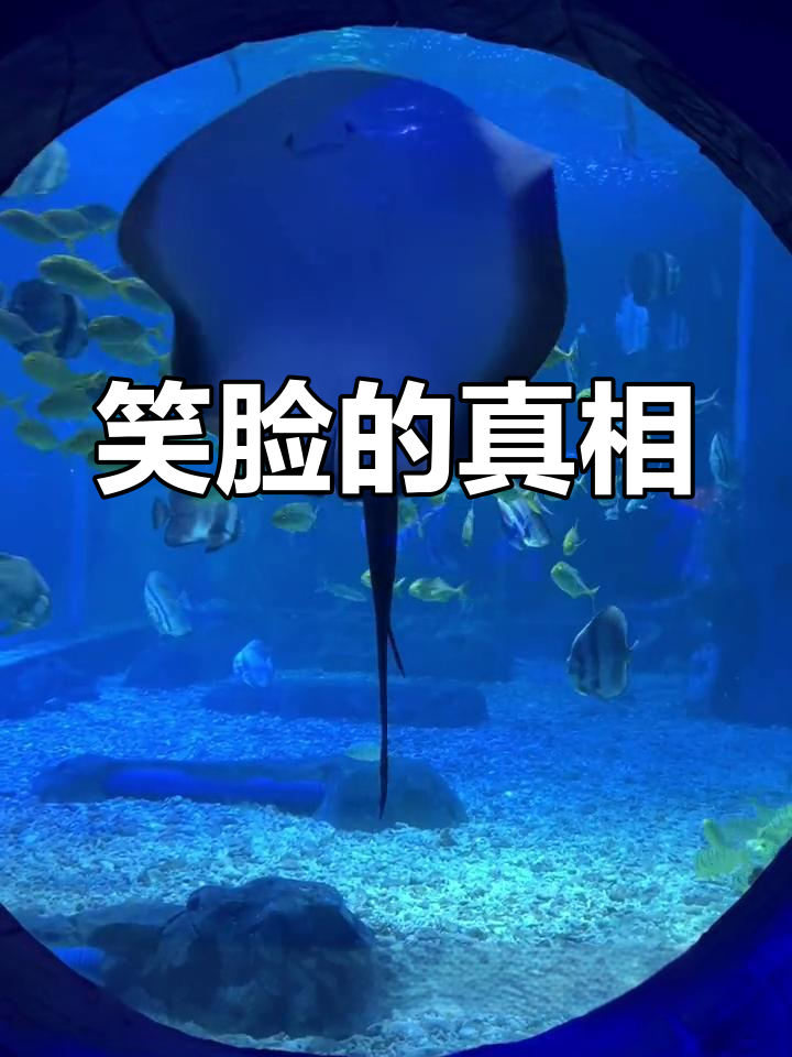魔鬼鱼的笑脸背后隐藏的秘密