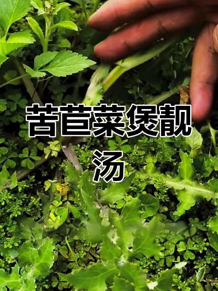 天津苦苣菜靓汤,简单又美味
