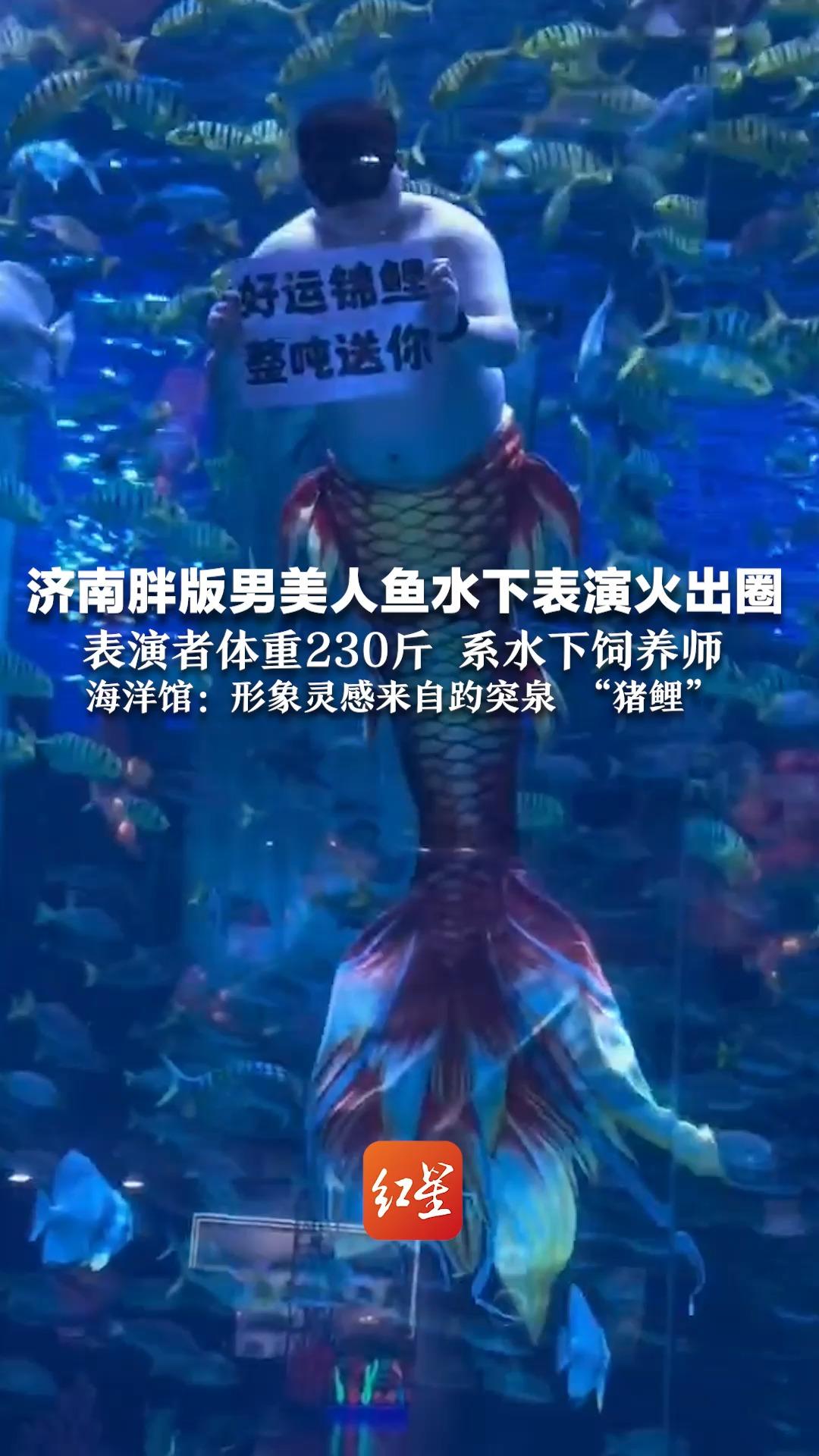 济南胖版男美人鱼水下表演火出圈 表演者体重230斤 系水下饲养师 海洋馆:形象灵感来自趵突