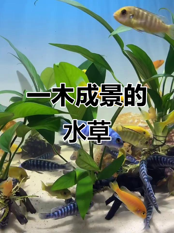 无需专业设备,一木成景的沉木水草让鱼缸更美