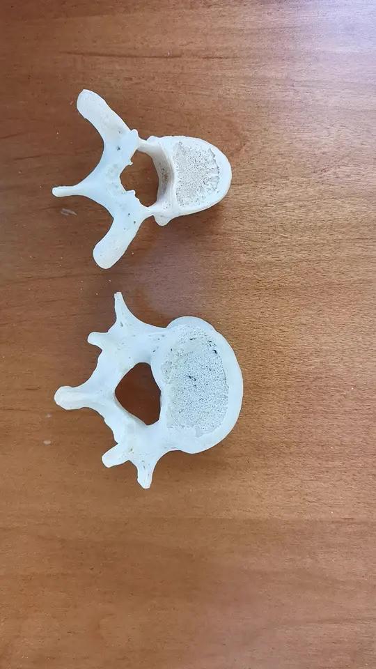 胸腰椎的解剖