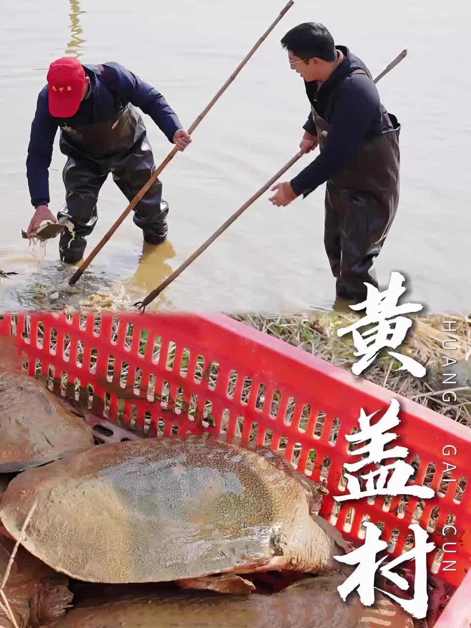 乡村新发现(98)|仿生态养殖甲鱼,闯出致富之路。助力乡村振兴 我为家乡代言 乡村振兴