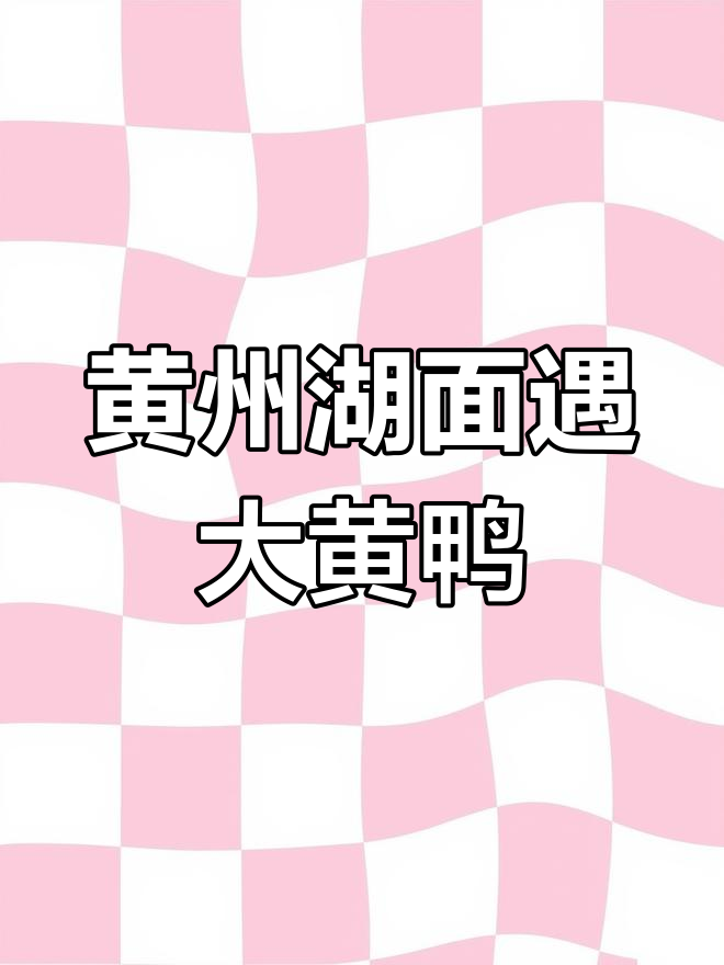 黄州遗爱湖惊现可爱大黄鸭,萌态十足
