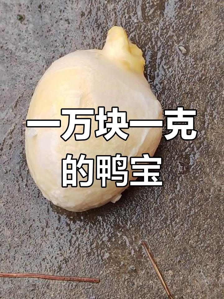传说中的鸭宝,竟能卖万元一克!这到底是什么蛋?