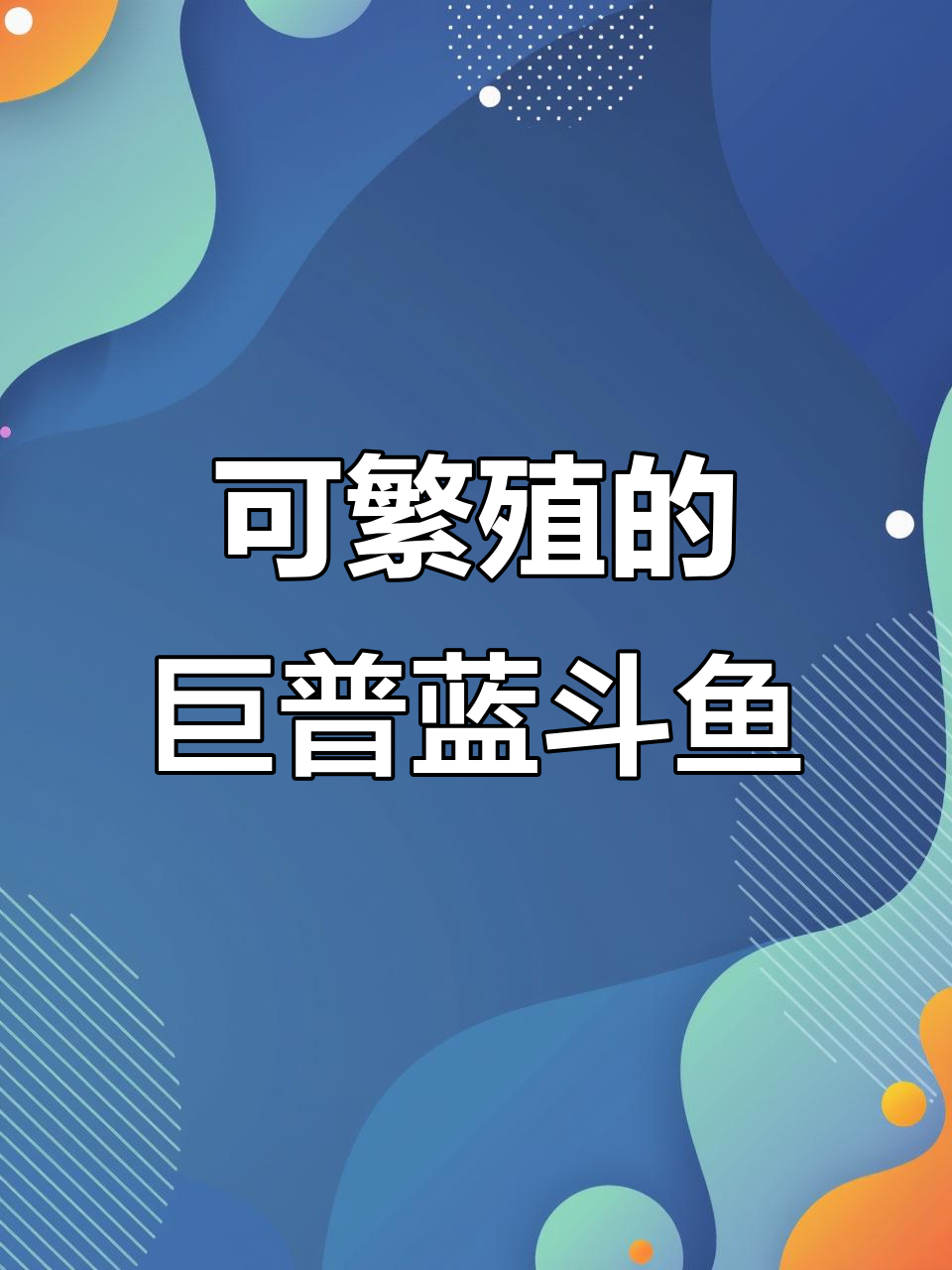 冷水巨普蓝叉鱼,六零七零后没见过吧?