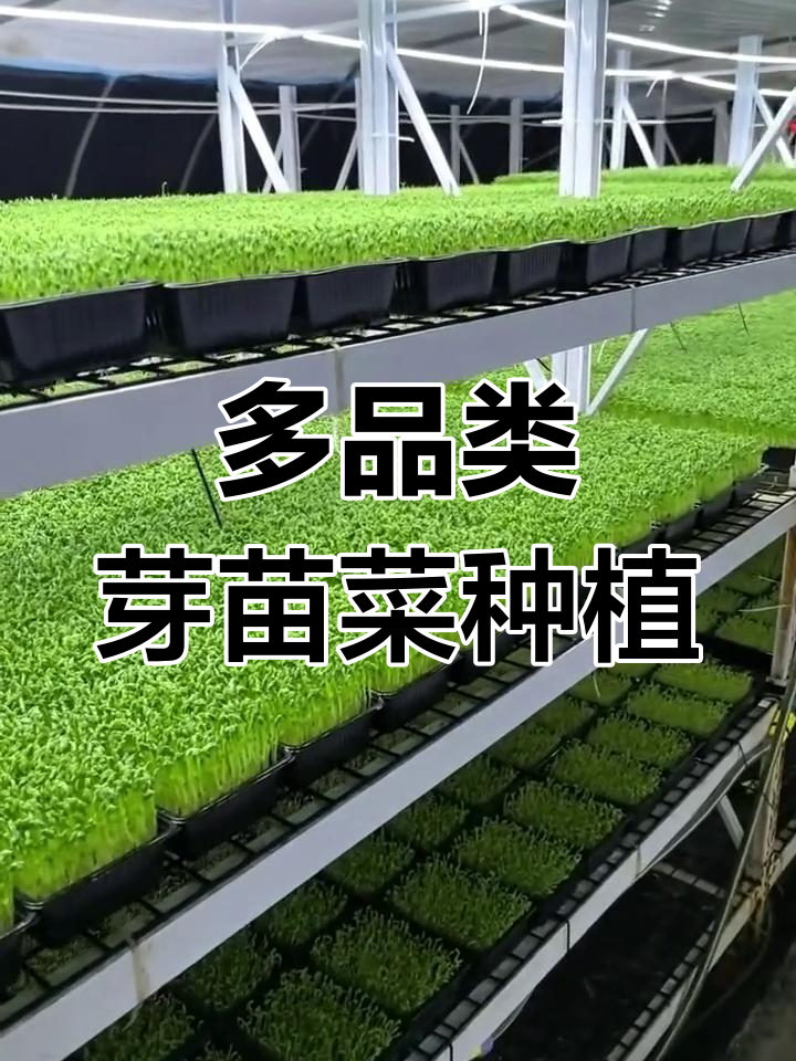 芽苗菜种植技巧:多品种搭配,品质与销量双赢