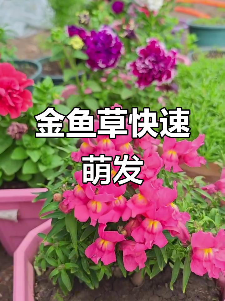 金鱼草发芽超快,记得保持湿润,小苗迅速破土而出!