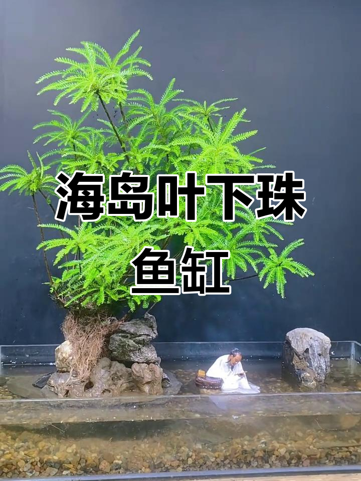 溪流缸造景:海岛叶下珠的自然之美