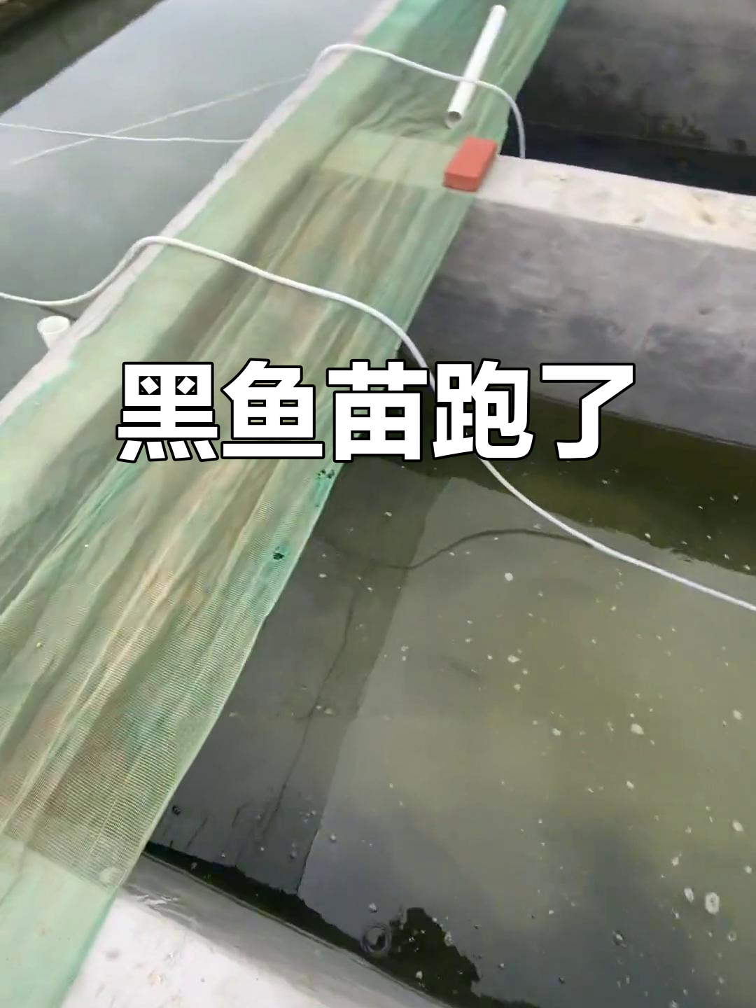 黑鱼苗逃跑,水花塘成了“避难所”?
