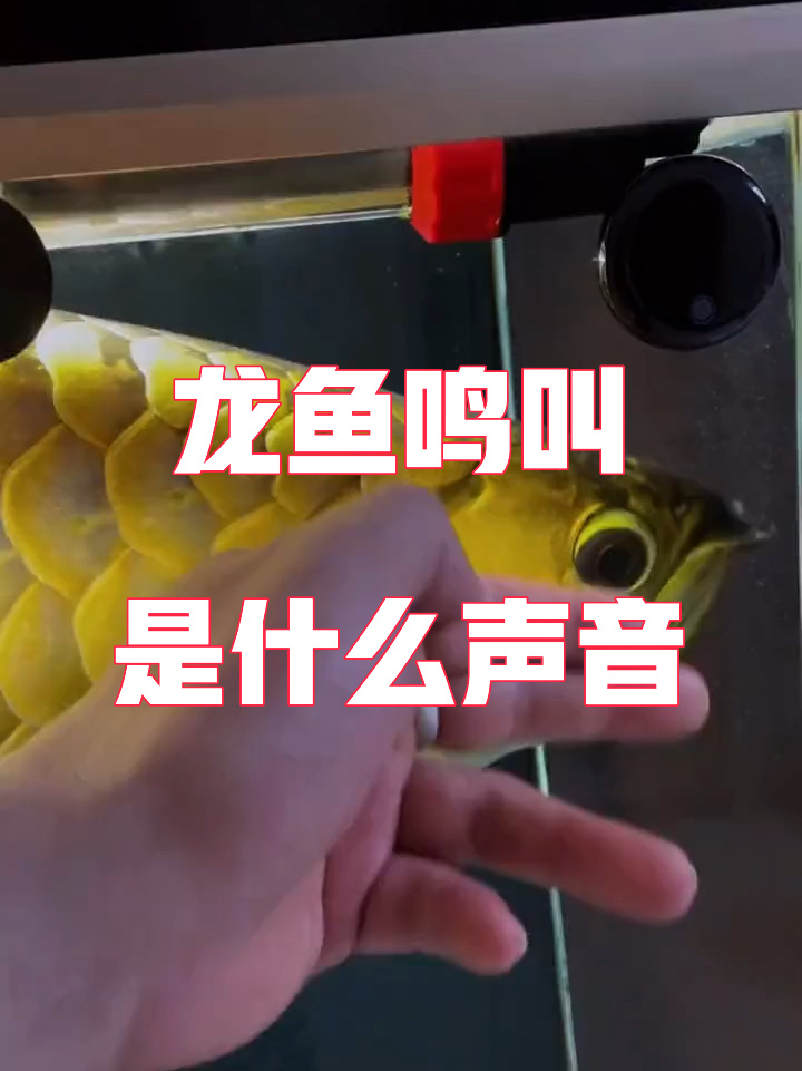 龙鱼怎么养?如何养好龙鱼?龙鱼多少钱?