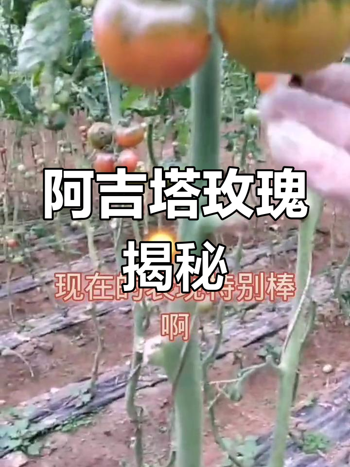 孟总亲测阿吉塔玫瑰,种植技巧直播分享