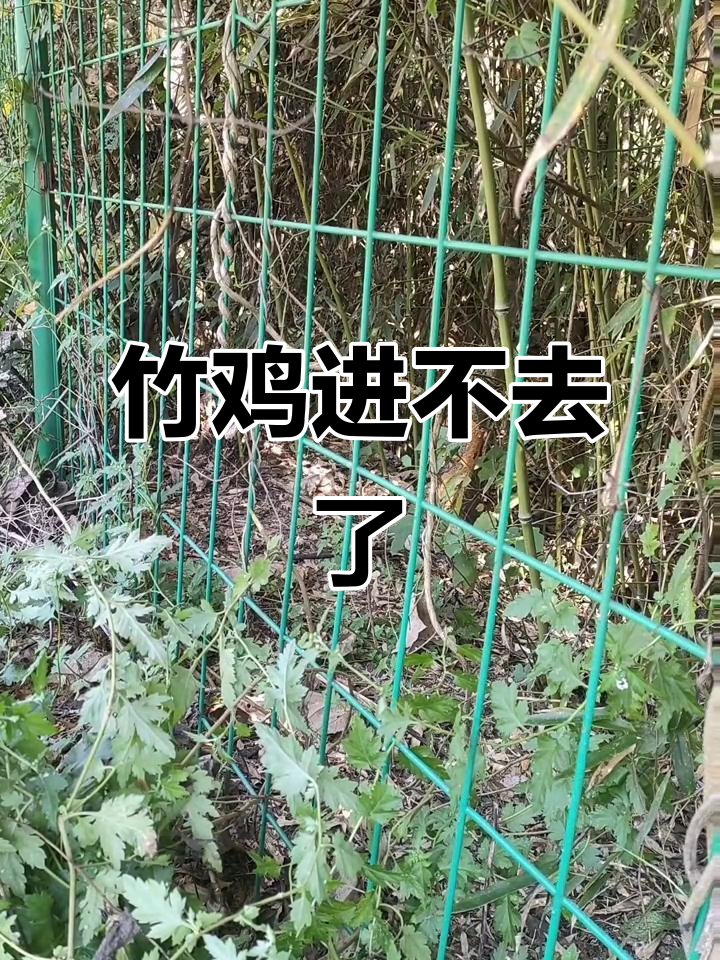 竹鸡成群结队,进不去只能拍照留念