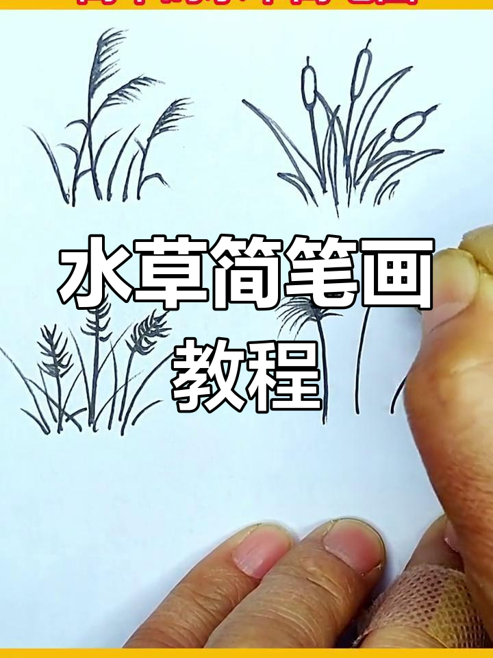 轻松学会画水草与芦苇