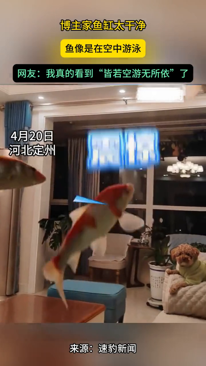 博主家鱼缸太干净 鱼像是在空中游泳