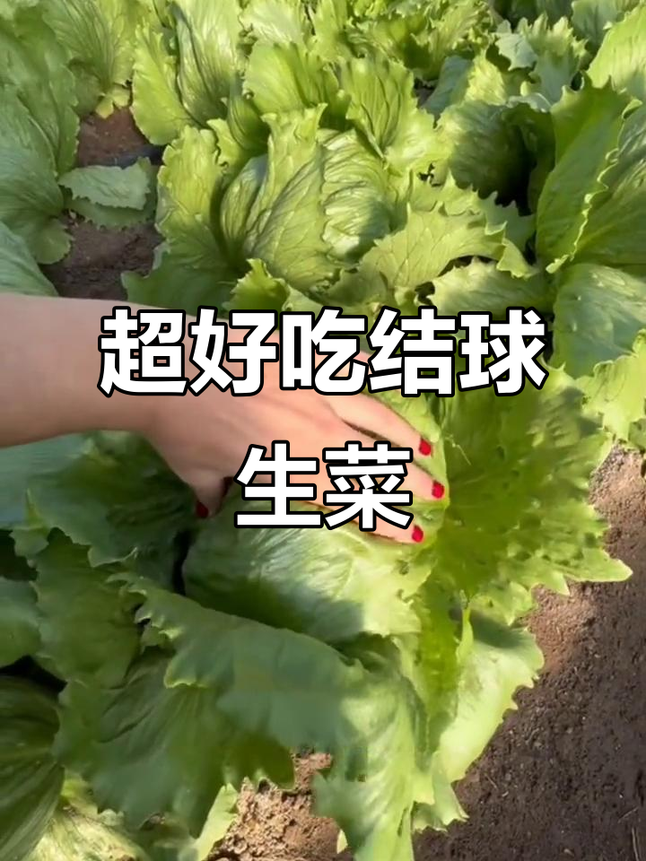结球生菜,脆嫩甘甜,汉堡必备!低温种植更佳