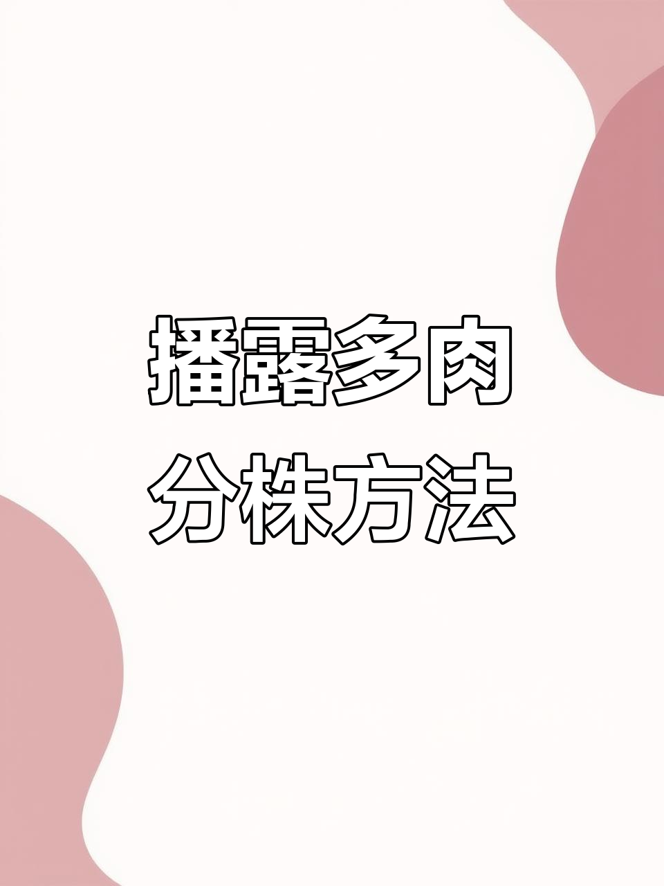 多肉植物分株技巧,轻松繁殖播露侧芽