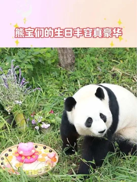 「大熊猫的生日派对也太豪华了吧!」熊宝的生日丰容现场曝光,每一处细节都心意满满!