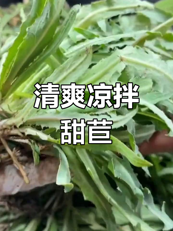 凉拌苦菜的做法