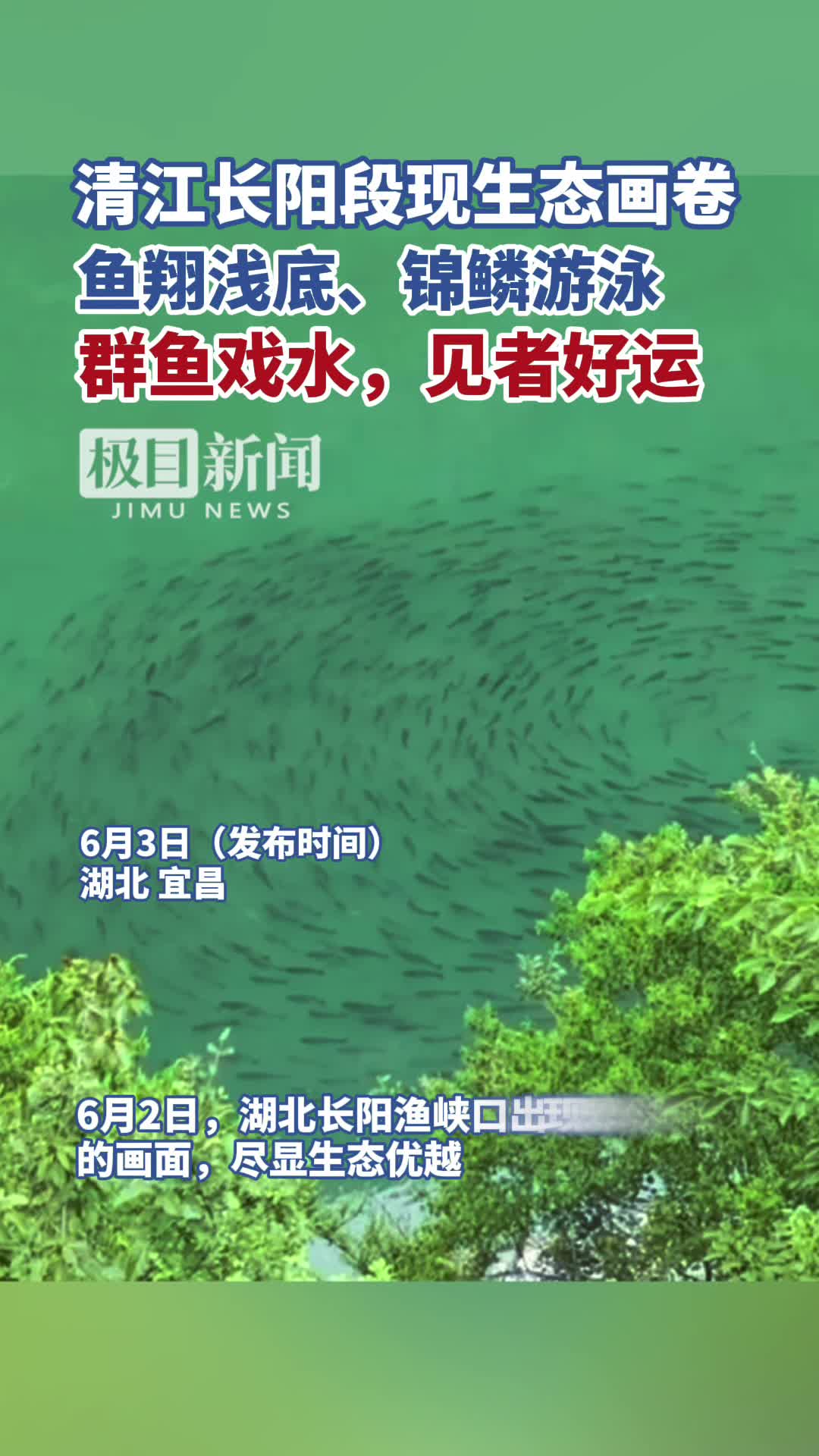 「视频」清江长阳段现生态画卷，鱼翔浅底、锦鳞游泳，群鱼戏水，见者好运