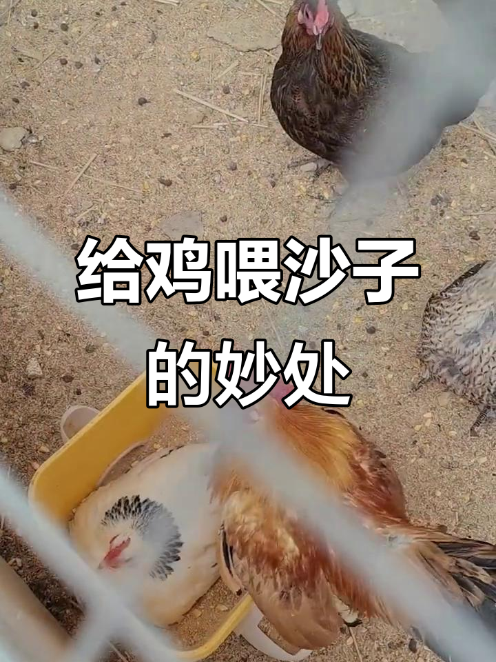 圈养鸡喂沙子石子，竟然有这些好处