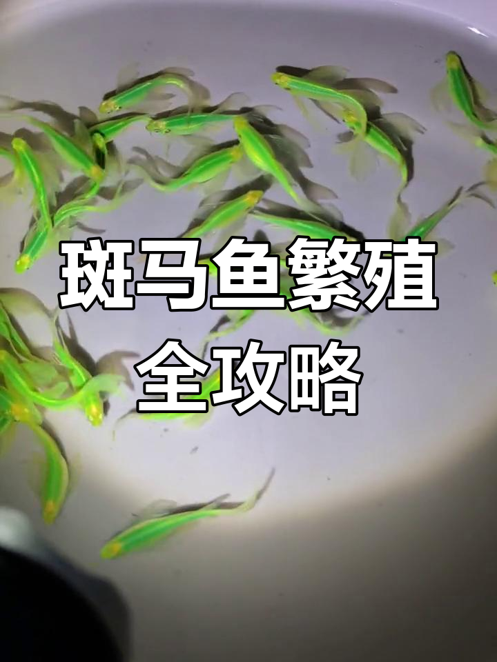 斑马鱼繁殖技巧:如何选择公母鱼并准备孵化箱