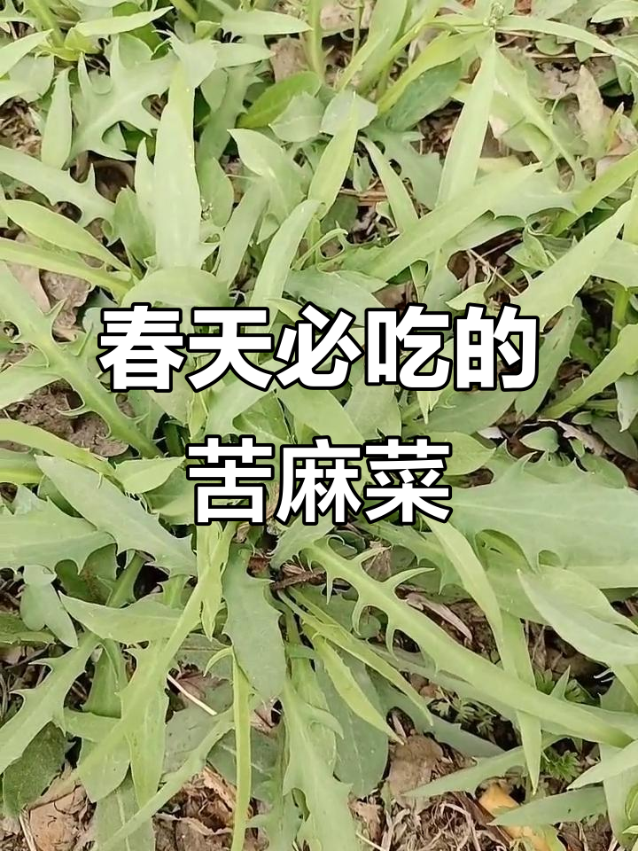 东北春季必吃苦菜，不吃肉蛋也得有它