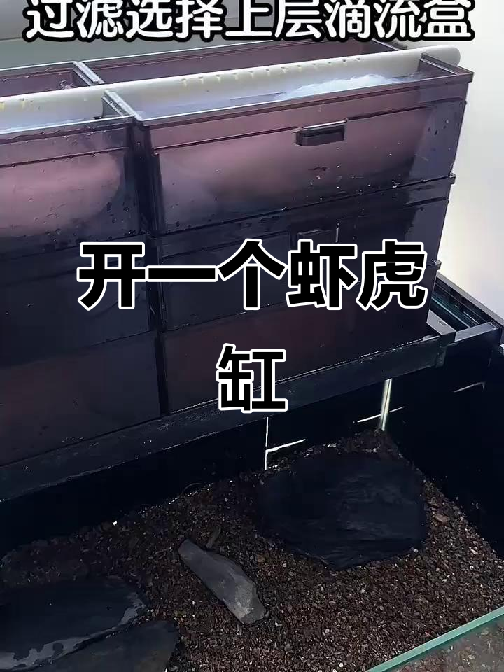 轻松打造虾虎缸,溪流风格开缸全流程