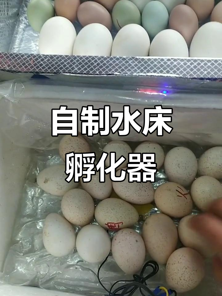 在家自制水床孵化器,轻松孵出健康鹅苗