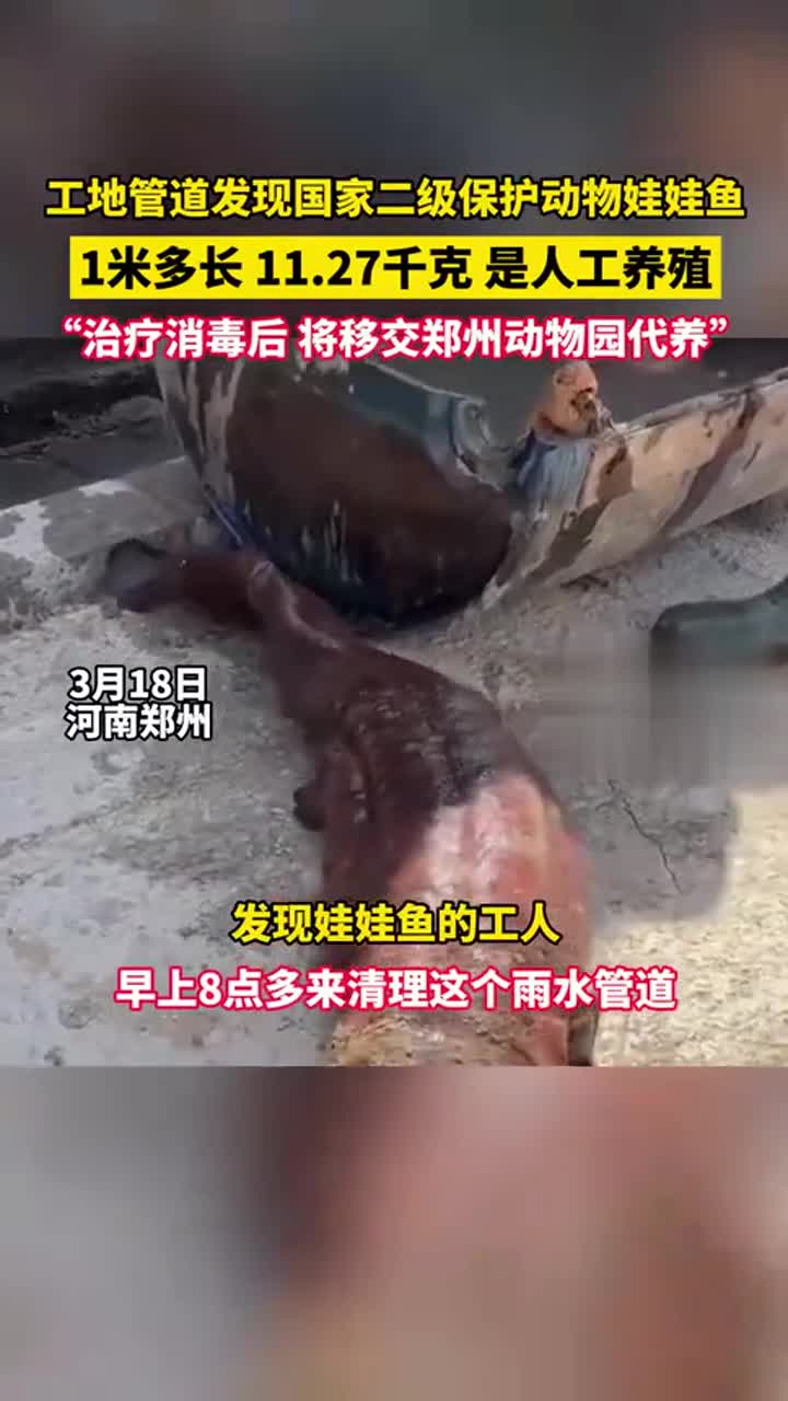 郑州一工地管道内发现国家二级保护动物娃娃鱼