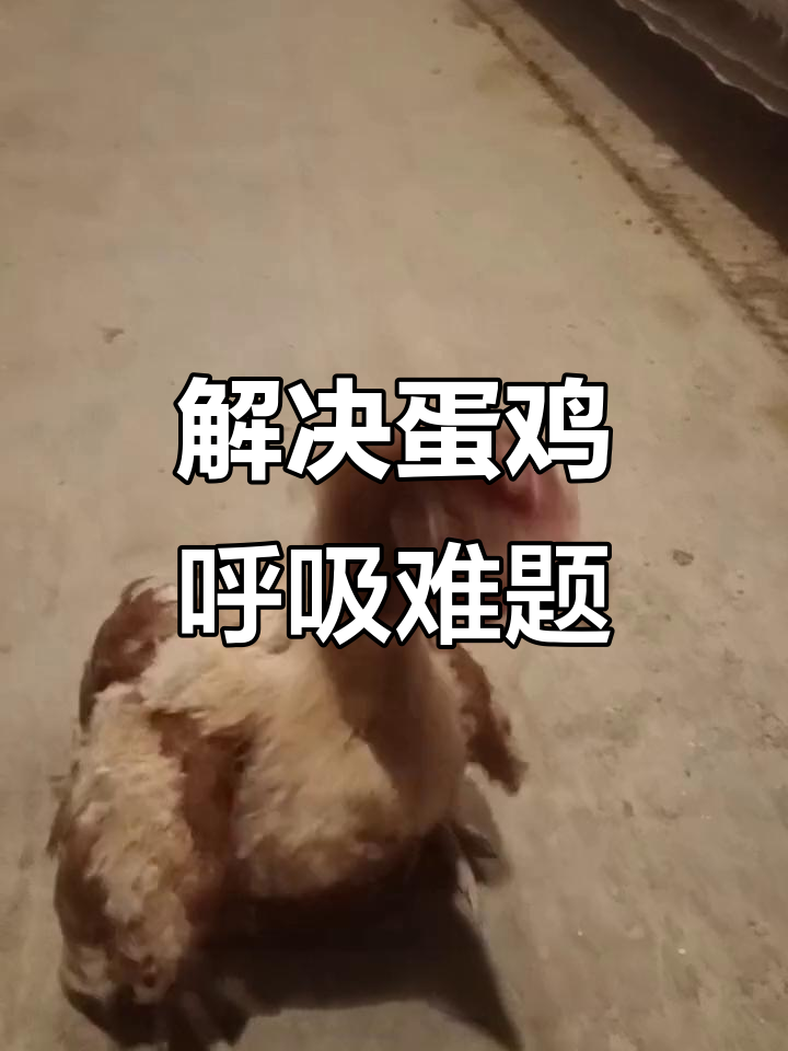 蛋鸡呼吸道问题如何解决?从解剖到用药全解析