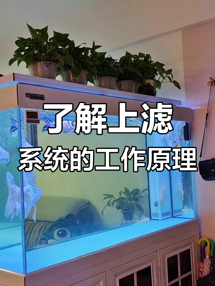 上滤鱼缸全解析:物理与生化过滤的完美配合